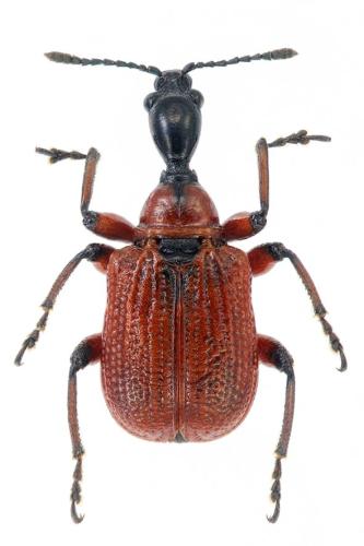 Réf. 317 523 : Apoderus coryli